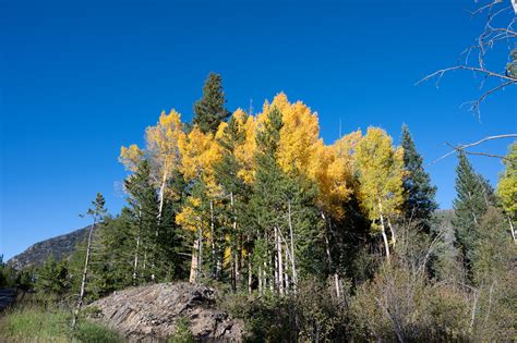 Learn About Fall Colors - Rocky Mountain National Park (U.S. National ...