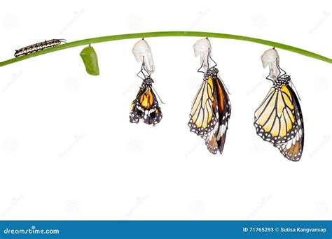 Transformation Of Common Archduke Butterfly Emerged From Chrysalis ...