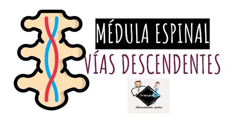 Resúmenes de Síndromes medulares Descarga apuntes de Síndromes medulares