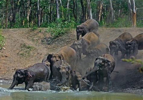 Asian Elephant Facts Conservation And Habitat Rajaji Jungle Safari