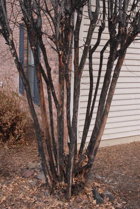 Crepe Myrtle Bark Scale Cmbs Richmond Tree Stewards