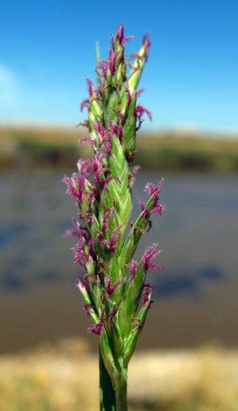 Distichlis Spicata Saltgrass Minnesota Wildflowers