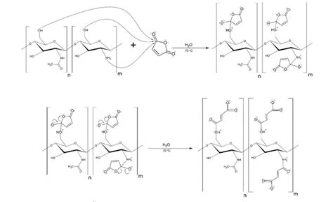 The Reaction Mechanism Of Chitosan And Maleic Anhydride Grafted Maleic