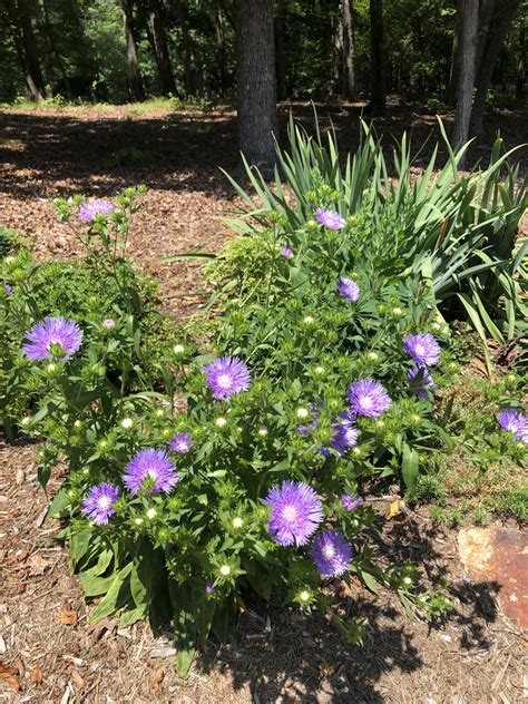 Stokesia Laevis Cornflower Aster Stokes Aster Stokes Aster