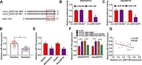 Circ Was A Sponge Of Mir A The Binding Sites Between