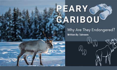 Peary Caribou – Why Are They Endangered? - Youth in Food Systems