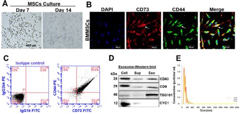 Characterization Of Bmmsc And Bmmsc Derived Exosomes A The Isolated Download Scientific