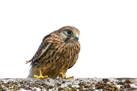 Premium Photo Common Kestrel Falco Tinnunculus Juvenile