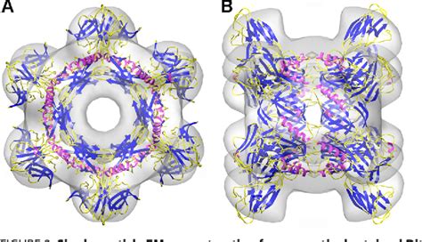 Figure From Crystal Structure Of Bacteriophage Spp Distal Tail