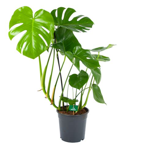 Monstera Deliciosa Gatenplant P24 H100 Groene Kamerplant Kopen Biezen