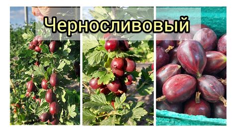 Крыжовник Черносливовый - YouTube
