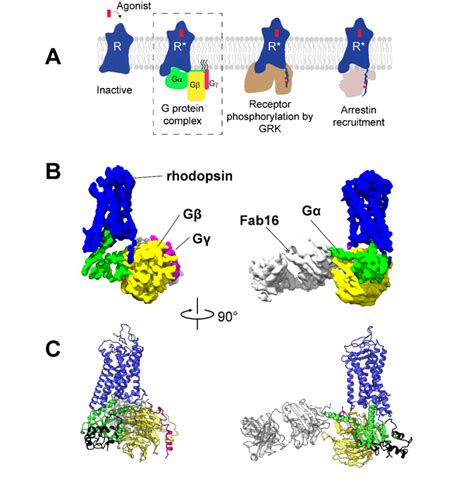 Cryo EM Structure Of The Rhodopsin Gi Fab16 Complex A GPCR Signaling