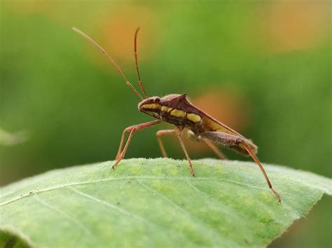 Broad Headed Bug Project Noah