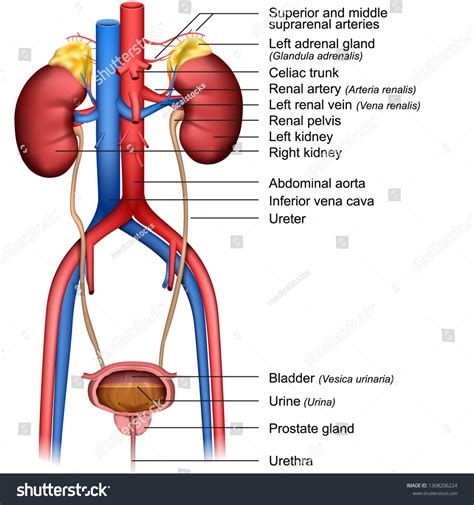 Earthworm Urethra Telegraph