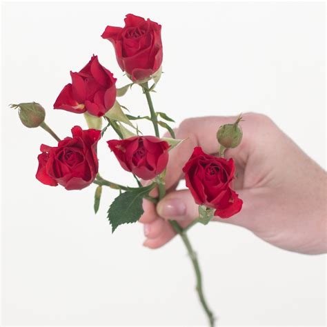 Bulk Red Spray Roses - DIY Flowers | Petal Icon + Free Shipping!