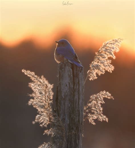 Merlebleu De L Est Eastern Bluebird Sandra Bourgeois Flickr