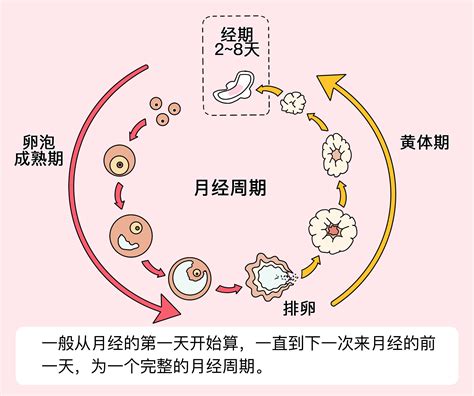 月经周期是指什么 有来医生