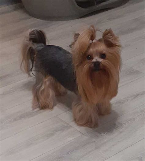 Piesek Yorkshire Terrier Z Rodowodem Gotowy Do Odbioru Radomno OLX Pl