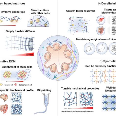 Extracellular Matrix Ecm Models For Engineering Tumor Organoids