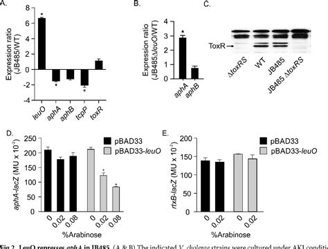 Figure 2 From The Vibrio Cholerae Rnd Efflux Systems Impact Virulence Factor Production And