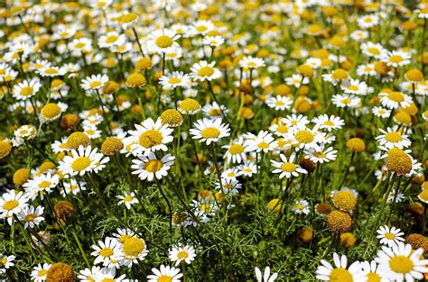 Chamomile Herbs Photos, Download The BEST Free Chamomile Herbs Stock ...