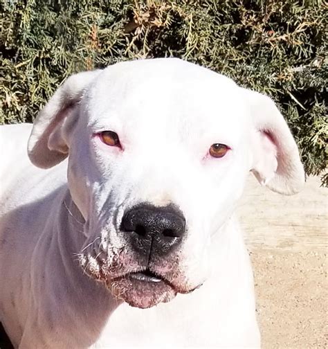 Dogo Argentino Dog For Adoption In Albuquerque Nm Adn 749043 On