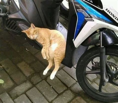 On Twitter Rt Ulat Bulu Bulu Penat Semoga Besok Hari Sabtu