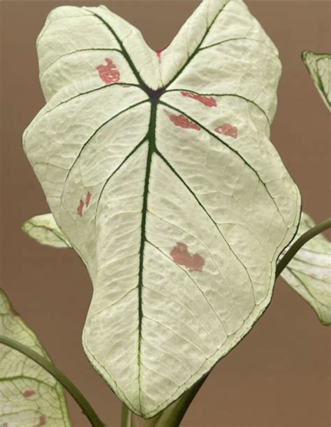 Caladium Kelly Plantae Orchids And Rare Plants