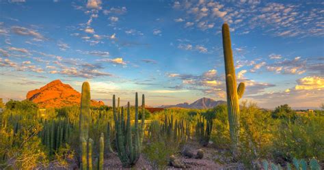 Phoenix Desert Botanical Garden - 4096x2160 - Download HD Wallpaper - WallpaperTip