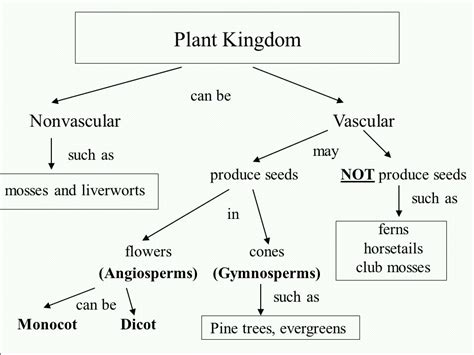 Kingdom Plantae Chart Atelier Yuwaciaojp
