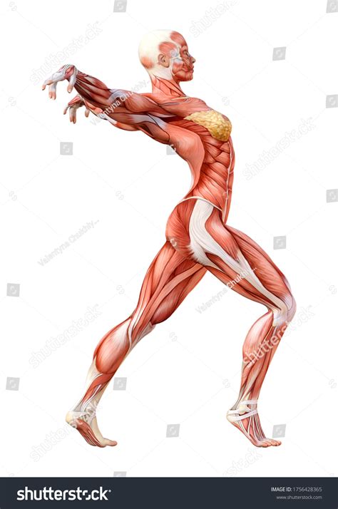 3d Rendering Female Figure Muscle Maps Stock Illustration 1756428365