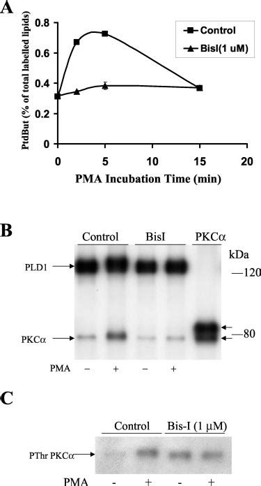 The Effects Of Bis I On Pkc And Pld Binding And Pkc Phosphorylation