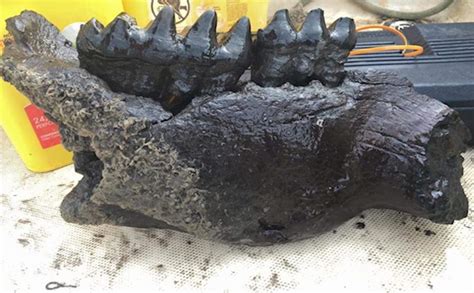 Giant Mastodon Jaw Found By Local Diver Megateeth