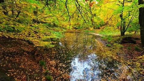 Epping Forest Walks - A Splendid Getaway From London For Hikes