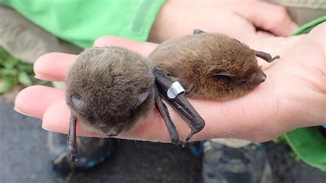 Bamberger Rauhaut Flederm Use Im Spreewald Entdeckt