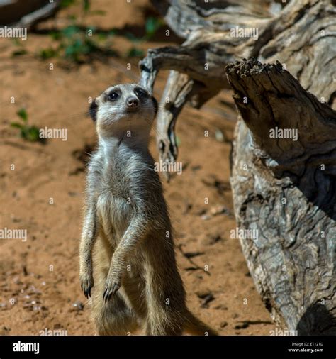 Meerkat Suricata Suricatta In Monarto Zoo Adelaide Sa Australia
