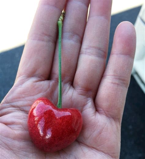 world fresh bing cherries today