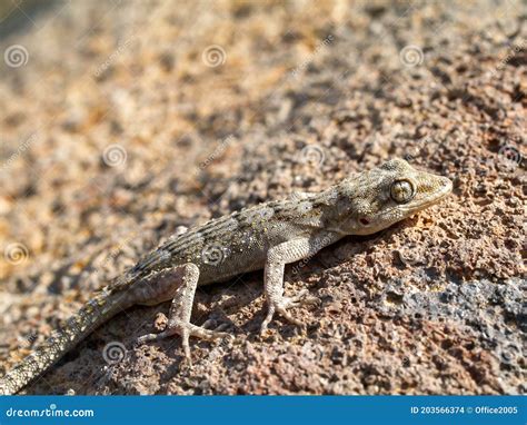 Kotschy S Gecko Mediodactylus Kotschyi Stock Photo Image Of Lizard