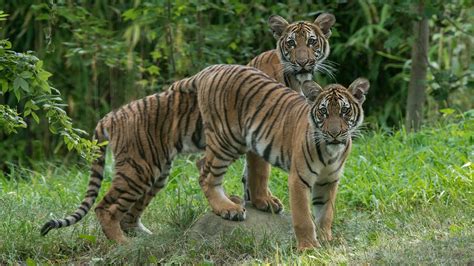 Malayan tiger cubs debut at Bronx Zoo | FOX 5 New York