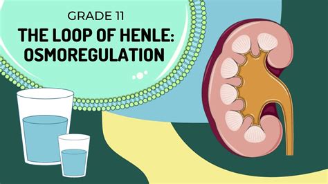 Loop Of Henle Osmoregulation YouTube