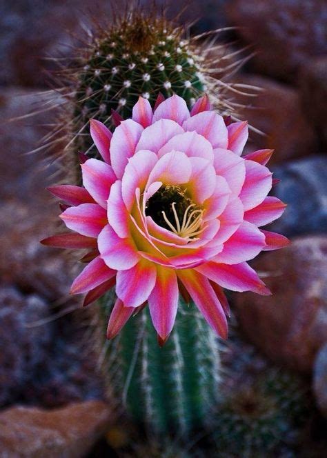 Id Es De Fleur De Cactus Fleur De Cactus Fleurs De Cactus