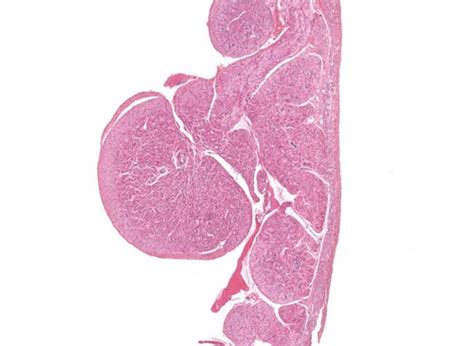 Histo Lab Exam 2 Cardiac Flashcards Quizlet