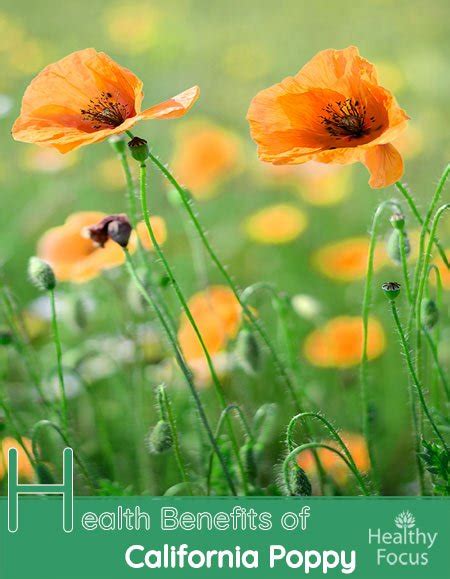 Health Benefits Of California Poppy Healthy Focus