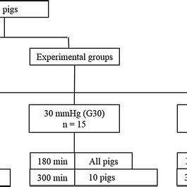Study design. Diagram showing the different experimental groups ...
