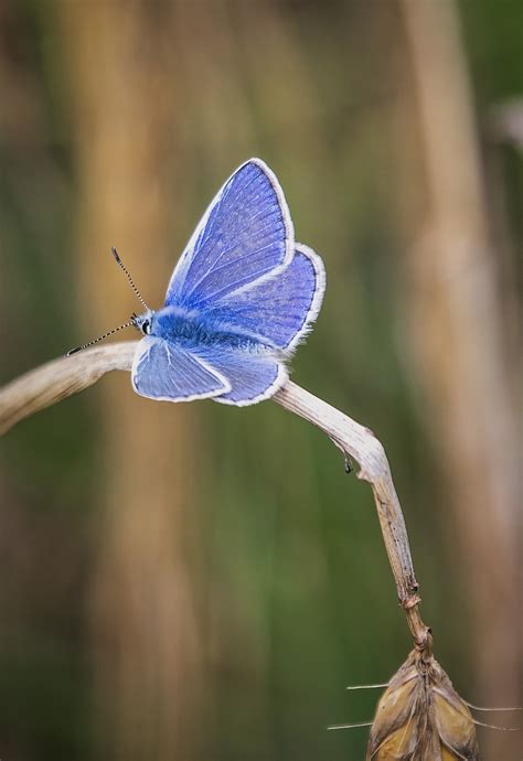 Borboleta Azul Comum Inseto Planta Foto Gratuita No Pixabay Pixabay