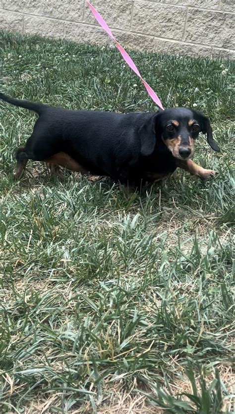 Angel Tennessee Dachshund Rescue