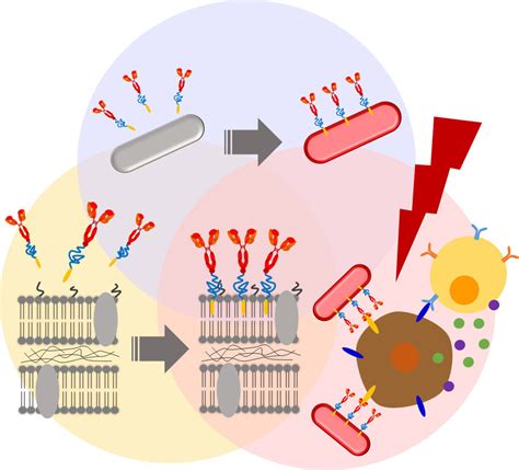 Optics & Photonics News - Targeting Tumors with Photosynthetic Bacteria