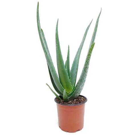 Aloes Leczniczy Aloe Vera Duża Ładna Sadzonka aloes 10 30 Cena