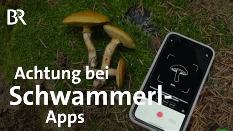 Pilze Sammeln Zur Bestimmung Nicht Auf Apps Verlassen Schwammerl