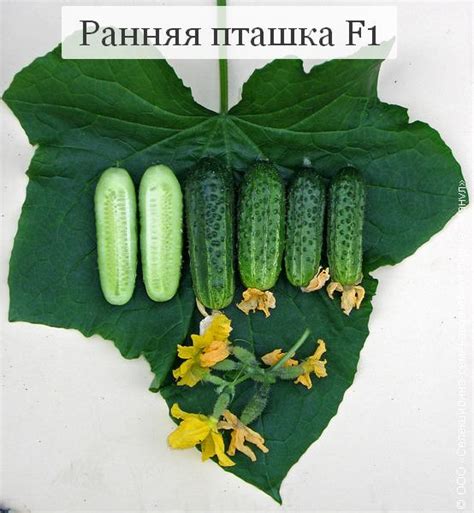 Огурцы Ранняя пташка F1. Фото, описание.